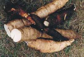 Singkong  Ubi Kayu   Cassava 
