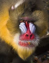 mandril pronunciation