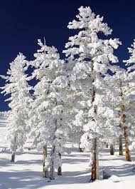 Picture of Snow