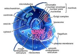 eukaryotic  cell  