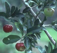 Disease Research :  Acerola 