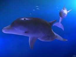   dolphin   pictures