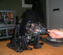 Pug Vader – Neatorama - via Daymix