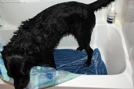      for your  older dog   any  dog  