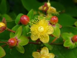 http://www.aphotoflora.com/DevonandCornwall/Hypericum%2520androsaemum12-06-04.jpg