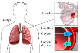 http://fluidinlungcauses.com/wp-content/uploads/2009/05/pleurisy.jpg
