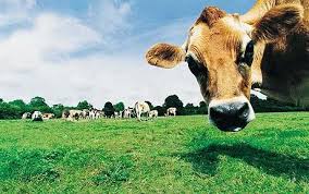Why cows are not Baptist - via Daymix