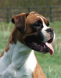   Boxer   Dog Photos