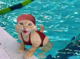 Funny Cat in Swimming Pool