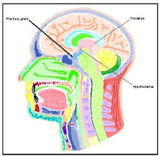 location of the hypothalamus