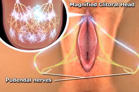 The clitoral glans is highly