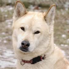   akita inu  