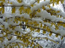   Spring   in Innsbruck