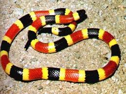 Coral  Snakes   eat their prey after it    