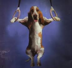My Basset Hound Screen Saver