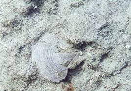 Please do not remove  fossils      