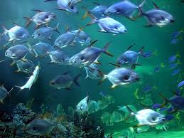 Plenty of Fish - via Daymix