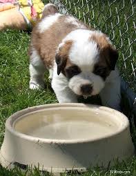   Saint Bernard puppy   Lizzy  Puppy   