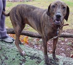   Plott   Hound