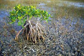 red mangrove - via Daymix