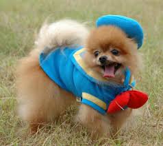 Pomeranians got their name because