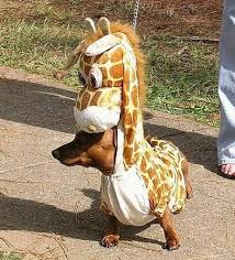 this dog is
