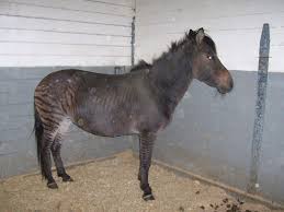 Zebastian the Quagga Zebra