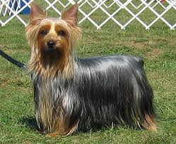 silky terrier dog