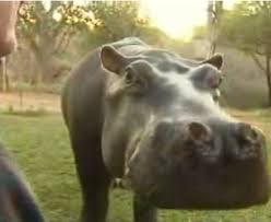 animal videos provide - via Daymix
