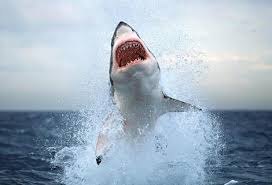 outbreak of shark attacks. - via Daymix