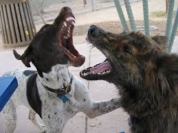      separate  fighting dogs  