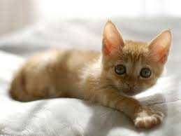 猫の画像2