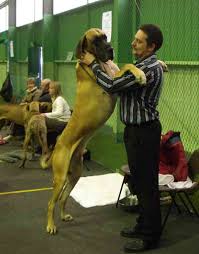 Great Danes