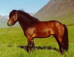 The  origin   of the Icelandic  horse      