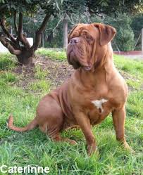 Al Gos Yagant  Dogo   de  Burdeos  