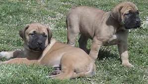   Mastiff   adult dog x26amp pups