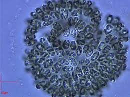The  Eubacteria  