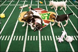 'See Puppy Tackles, Tumbles - via Daymix