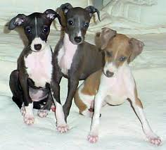   Italian Greyhounds   from the    