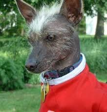 Mexican Hairless