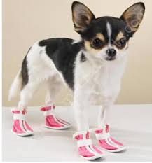  x3cb x3eDog booties x3c b x3e  Dear pet stores