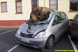       horse   of a car  horse   accident 