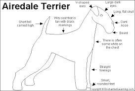 The  Airedale terrier   is the biggest    