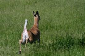 I m sure the  doe   would disapprove of    
