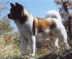 The  Akita   is a strong