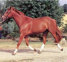 Some prevent a horse