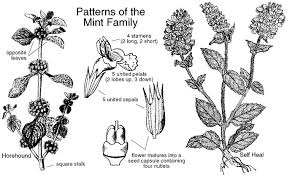 http://www.wildflowers-and-weeds.com/Plant_Families/Lamiaceae_pics/Lamiaceae.jpg