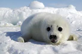 Image This baby harp <b>seal</b> otherwise Picture