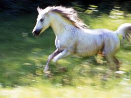   Horse   Art x26quot The Jump x26quot Juror x26s Choice    