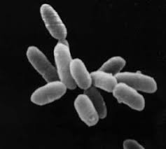 Kingdom  Archaebacteria  